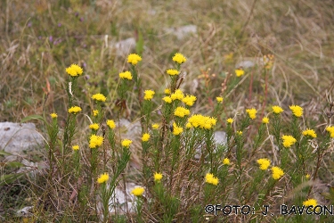 Aster linosyris