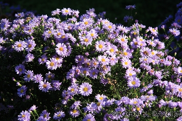 Aster novi-belgii