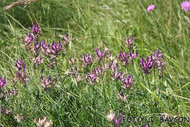 Astragalus carniolicus