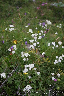 Astrantia bavarica