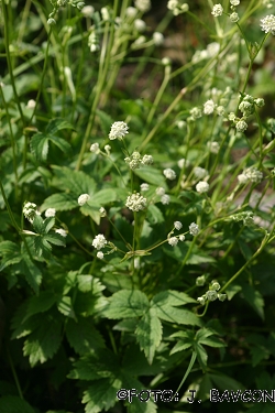 Astrantia carniolica