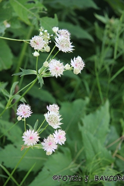 Astrantia major