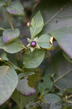 Atropa belladonna