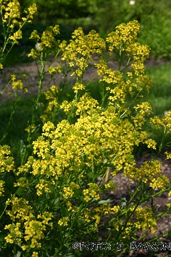 Barbarea vulgaris