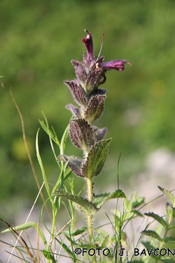 Bartsia alpina