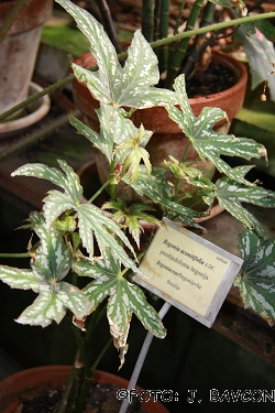 Begonia aconitifolia