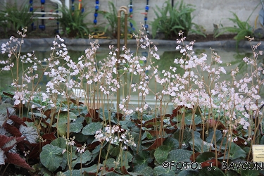 Begonia erythrophylla