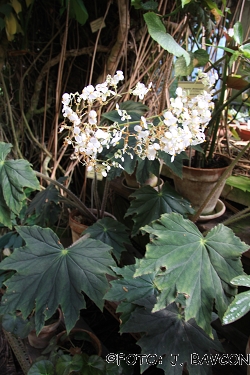 Begonia heracleifolia