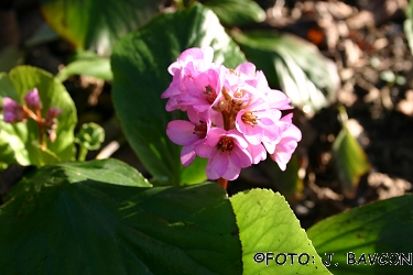 Bergenia delavayi