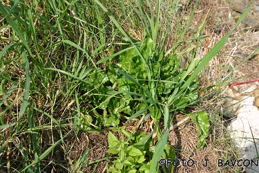 Beta vulgaris