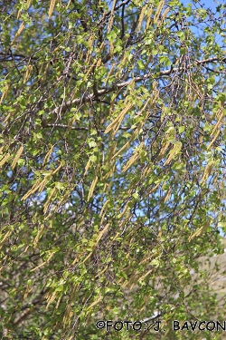 Betula pendula