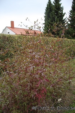 Bidens tripartita