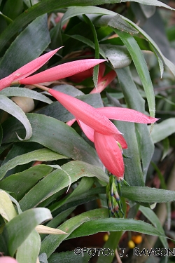 Billbergia nutans