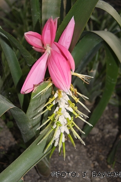 Billbergia stenopetala