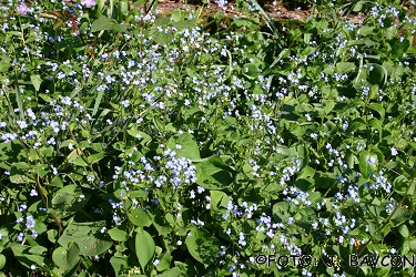 Brunnera macrophylla