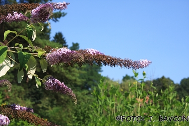 Buddleja davidii