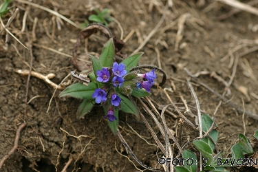 Buglossoides purpurocaerulea