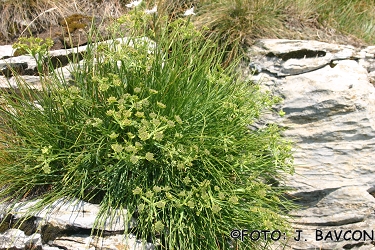 Bupleurum petraeum