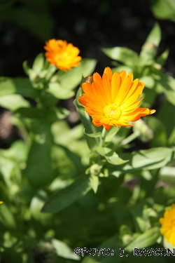 Calendula officinalis