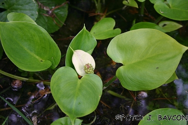 Calla palustris