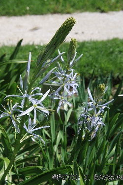 Camassia leichtlinii