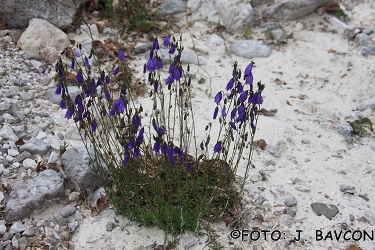 Campanula cespitosa