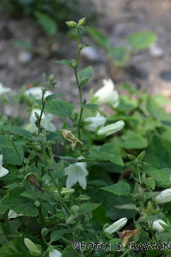 Campanula ochroleuca