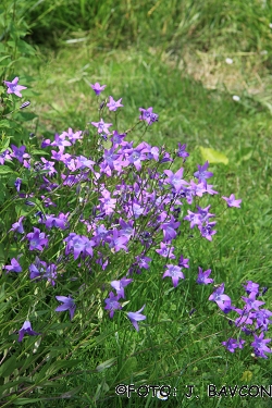 Campanula patula