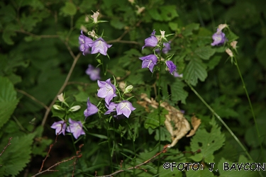 Campanula persicifolia