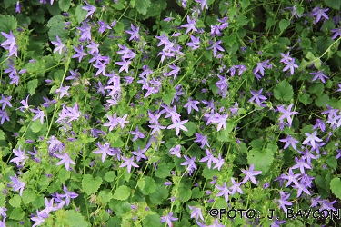 Campanula poscharskyana