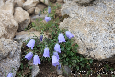 Campanula rotundifolia