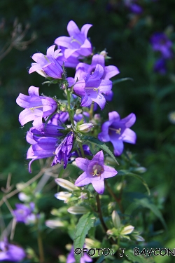 Campanula trachelium