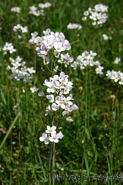 Cardamine pratensis