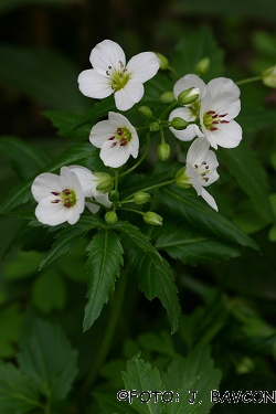 Cardamine waldsteinii