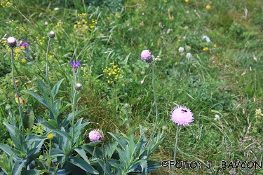 Carduus defloratus