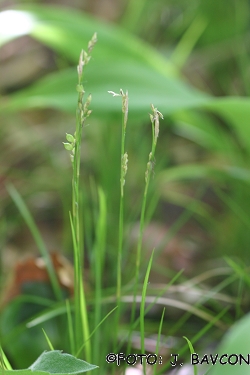 Carex alba