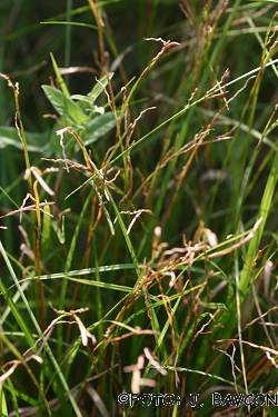 Carex digitata