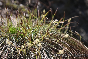 Carex humilis