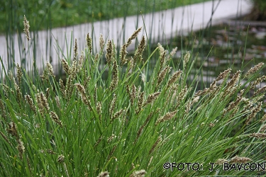 Carex paniculata