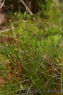 Carex pauciflora