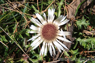 Carlina acaulis