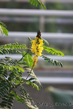 Cassia didymobotrya