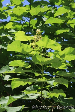 Catalpa bignonioides