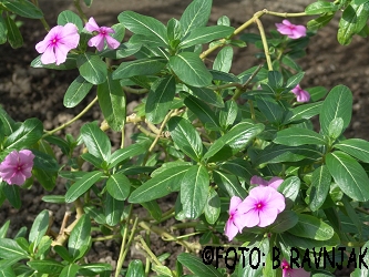 Catharanthus roseus