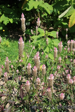 Celosia argentea