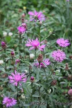 Centaurea jacea