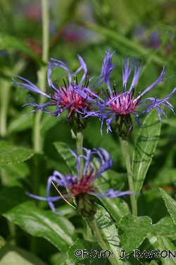 Centaurea montana