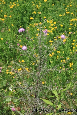 Centaurea rhenana