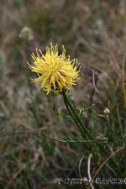 Centaurea rupestris