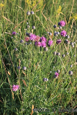 Centaurea scabiosa